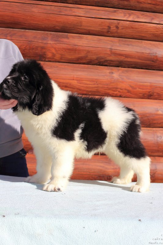 Фотография № 222553