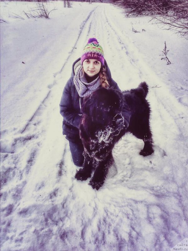 Фото: ньюфаундленд YElegant Ledi (Элегант Леди)