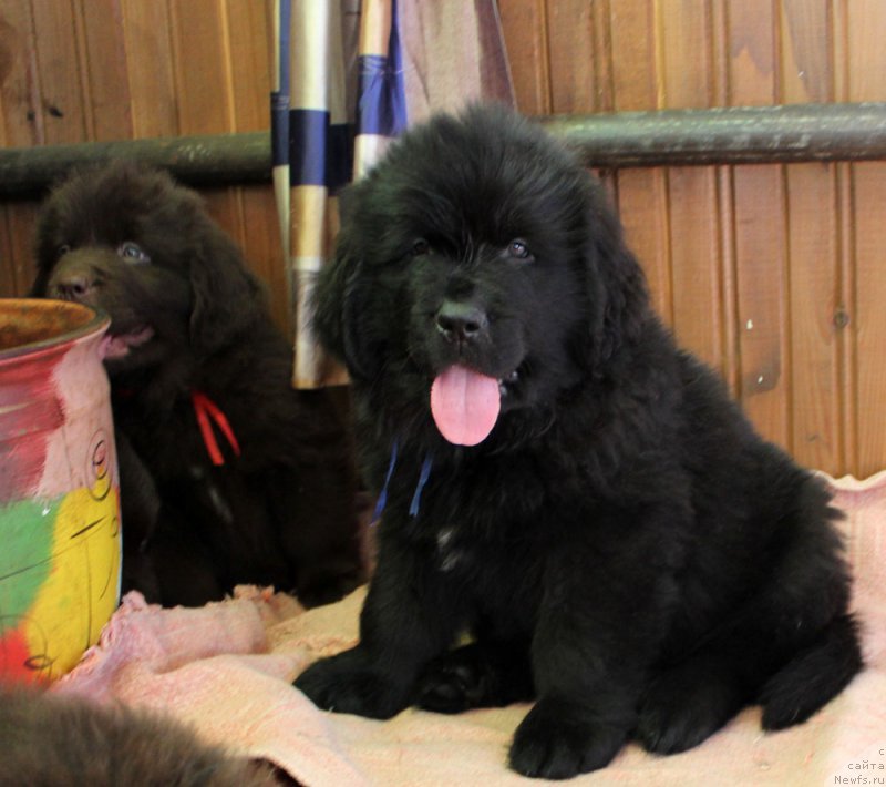 Фото: ньюфаундленд Brownblood MSK Lambert Amir (Браунблад МСК Ламберт Амир)