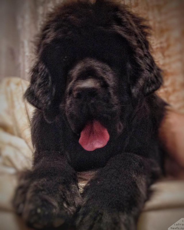 Фото: ньюфаундленд YElegant Ledi (Элегант Леди)