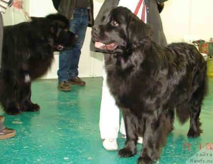 Фото: ньюфаундленд Ziss SHou Gelz ot Marleon Dusvik (Зисс Шоу Гелз от Марлеон Дусвик)