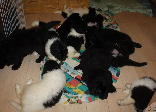 Фотография № 222569