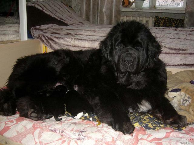 Фото: ньюфаундленд Super Bizon Antaliya (Супер Бизон Анталия)