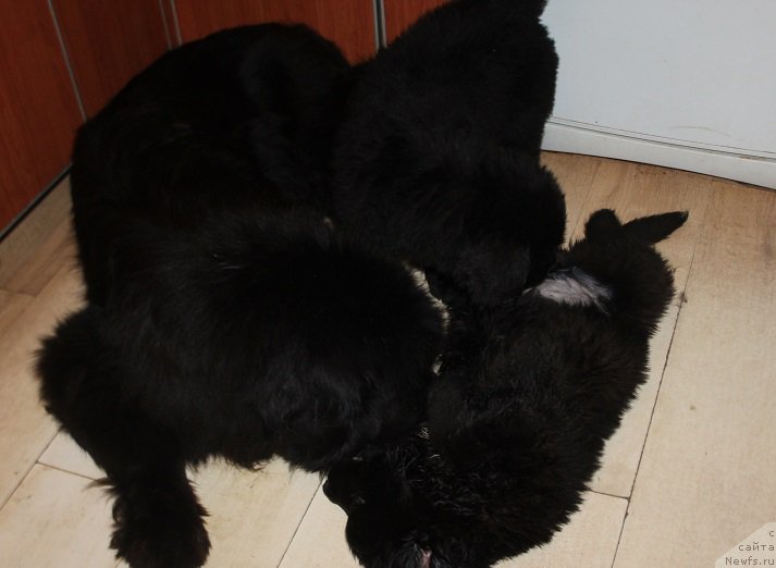 Фотография № 222573