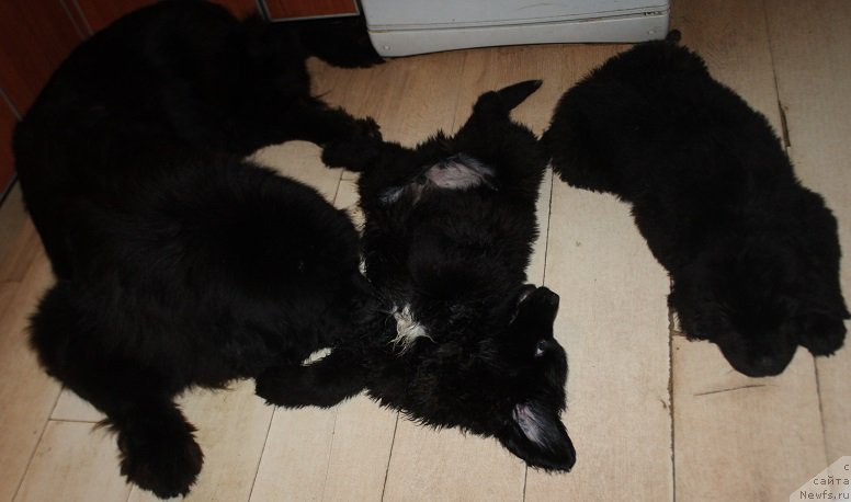 Фото: ньюфаундленд Lunnaya Sonata Dlya Elenyi Grand Byebi (Лунная Соната Для Елены Гранд Бэби)