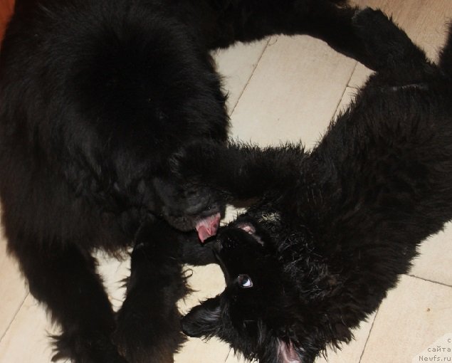 Фотография № 222575