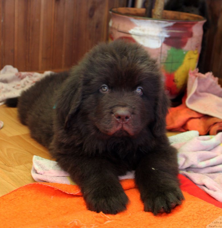 Фото: ньюфаундленд Brownblood MSK Lyon Labi-Roni (Браунблад  МСК Лион Лаби-Рони)