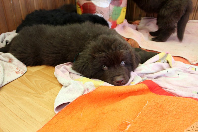 Фото: ньюфаундленд Brownblood MSK Lyon Labi-Roni (Браунблад  МСК Лион Лаби-Рони)