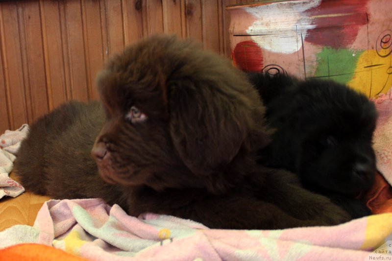 Фото: ньюфаундленд Brownblood MSK Lyon Labi-Roni (Браунблад  МСК Лион Лаби-Рони)