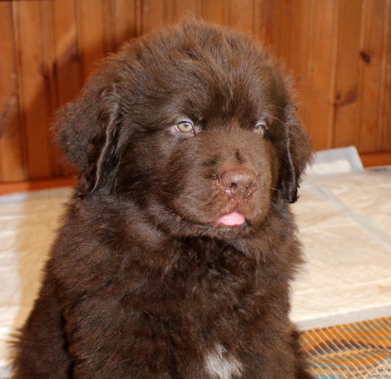 Фото: ньюфаундленд Brownblood MSK Larchie Ardon (Браунблад МСК Ларчи Ардон)