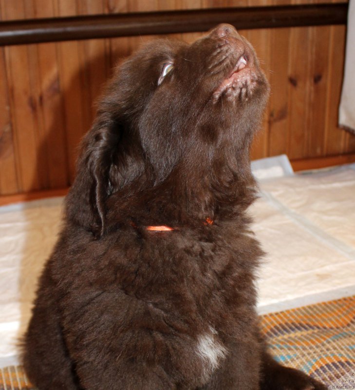 Фото: ньюфаундленд Brownblood MSK Larchie Ardon (Браунблад МСК Ларчи Ардон)