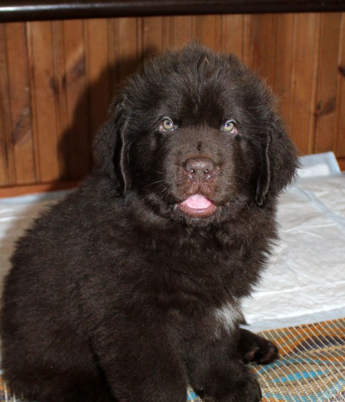 Фото: ньюфаундленд Brownblood MSK Larchie Ardon (Браунблад МСК Ларчи Ардон)