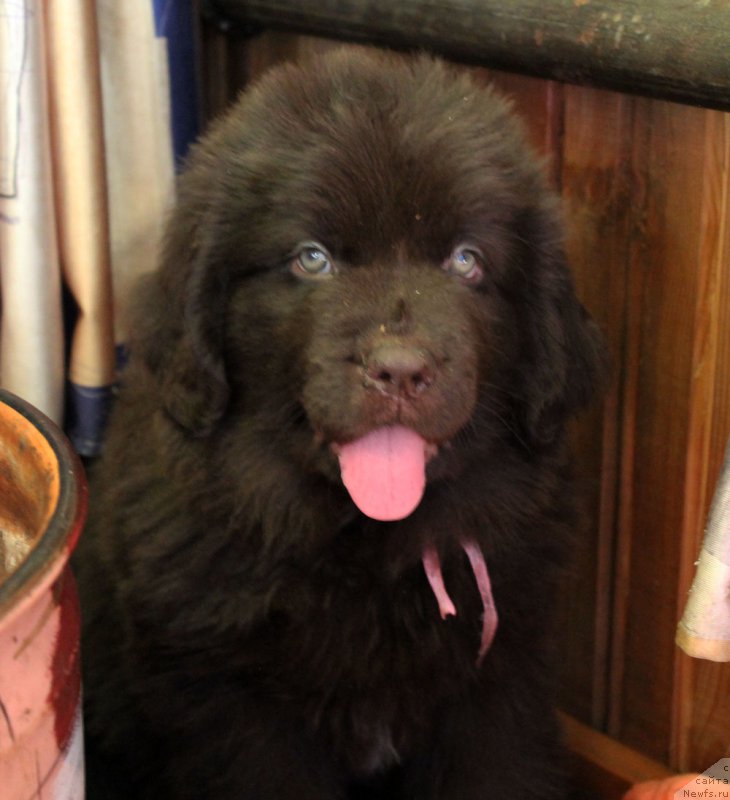 Фото: ньюфаундленд Brownblood MSK Leya Aiman (Браунблад МСК Лея Айман)