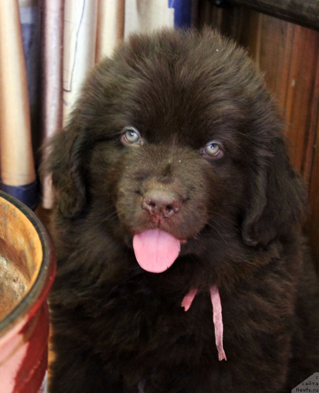 Фото: ньюфаундленд Brownblood MSK Leya Aiman (Браунблад МСК Лея Айман)