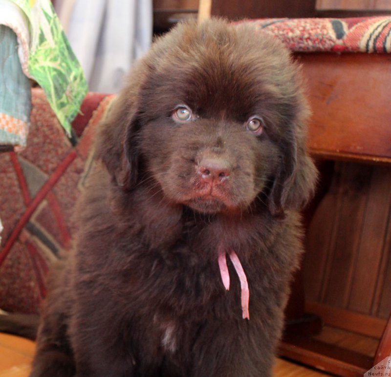 Фото: ньюфаундленд Brownblood MSK Leya Aiman (Браунблад МСК Лея Айман)