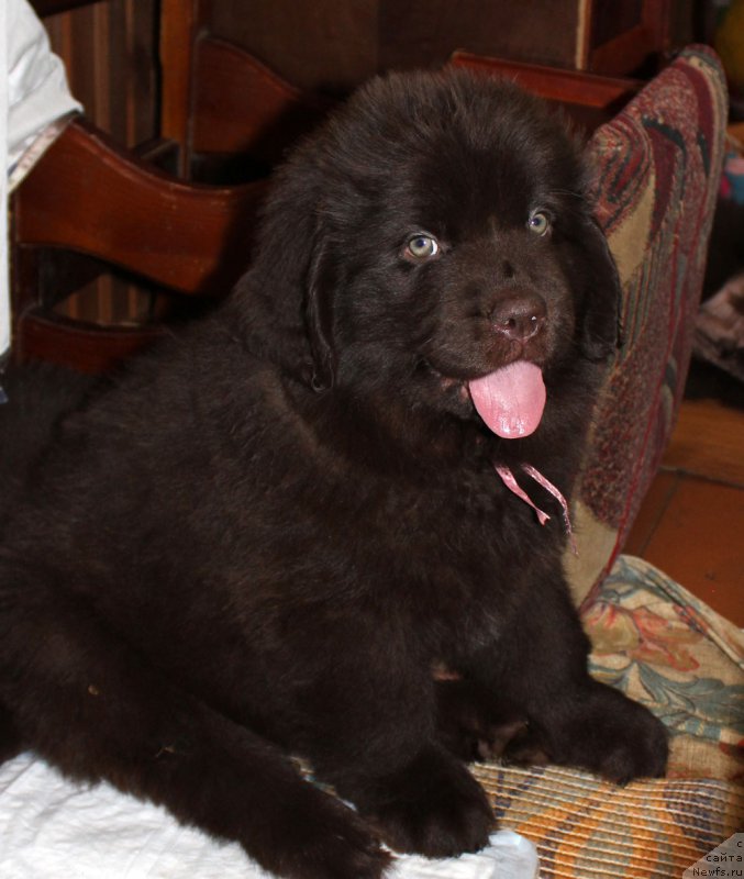 Фото: ньюфаундленд Brownblood MSK Leya Aiman (Браунблад МСК Лея Айман)