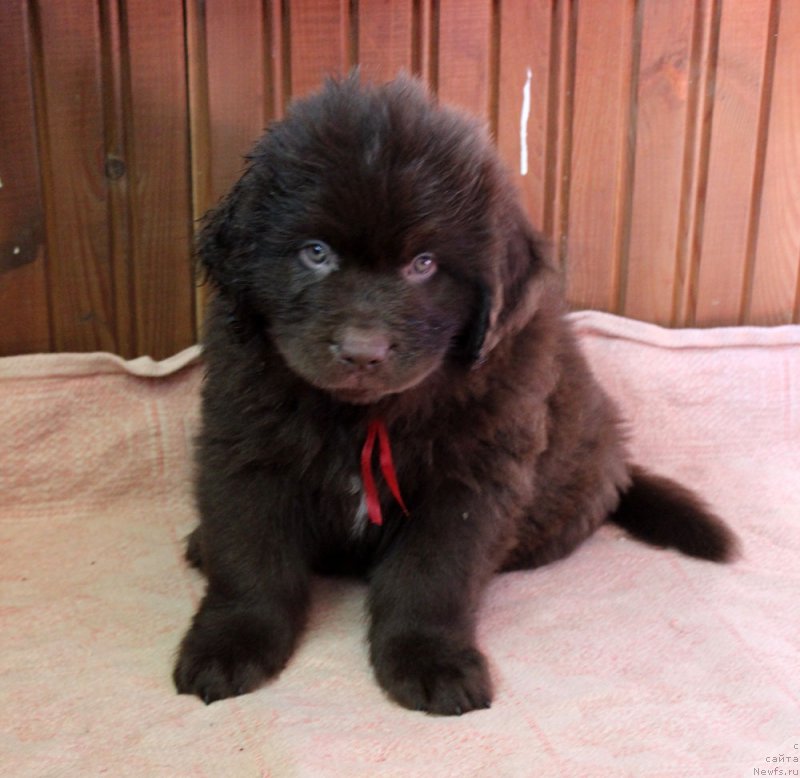 Фото: ньюфаундленд Brownblood MSK Livona Liba (Браунблад МСК Ливона Либа)