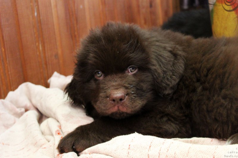 Фото: ньюфаундленд Brownblood MSK Livona Liba (Браунблад МСК Ливона Либа)