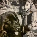 Фото: ньюфаундленд Inmagr Gordey (Инмагр Гордей)