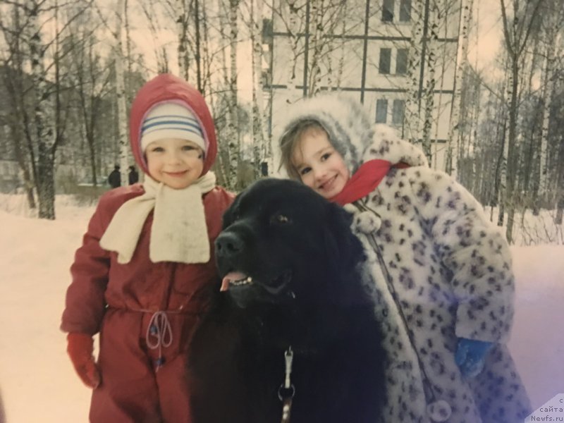 Фото: ньюфаундленд Inmagr Gordey (Инмагр Гордей)