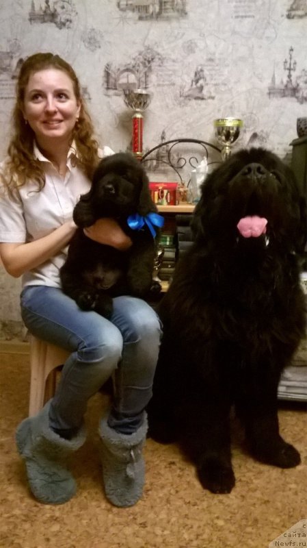 Фото: ньюфаундленд Matvey s Berega Dona (Матвей с Берега Дона)