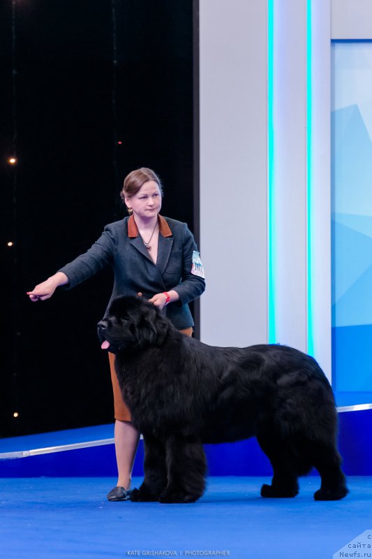 Фото: ньюфаундленд Aquatoriya Kelvin Zheneral (Акватория Келвин Женераль)