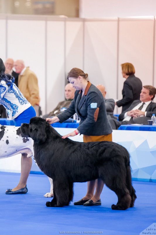 Фото: ньюфаундленд Aquatoriya Kelvin Yurals Great (Акватория Келвин Юралз Грэйт)