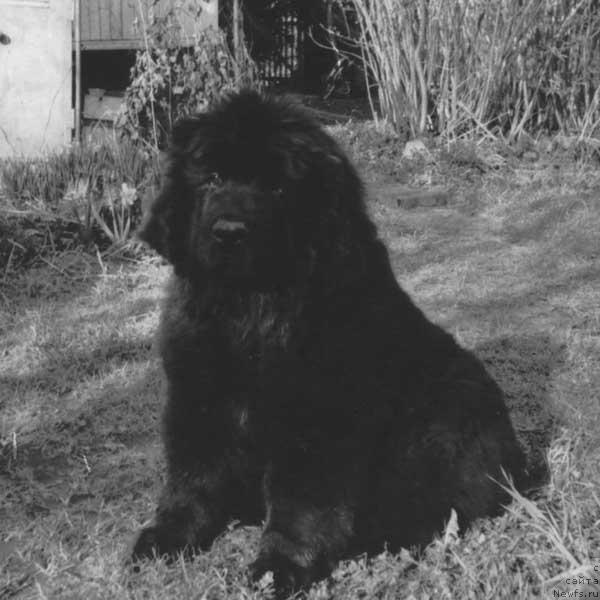 Фото: ньюфаундленд Ledjantri Laythaus (Леджантри Лайтхаус)