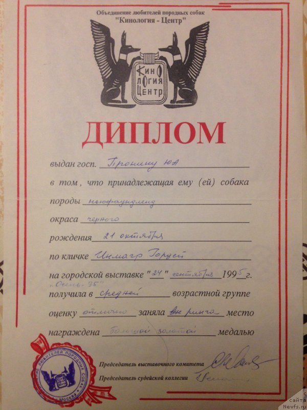 Фото: ньюфаундленд Inmagr Gordey (Инмагр Гордей)