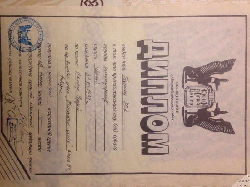 Фото: ньюфаундленд Inmagr Gordey (Инмагр Гордей)