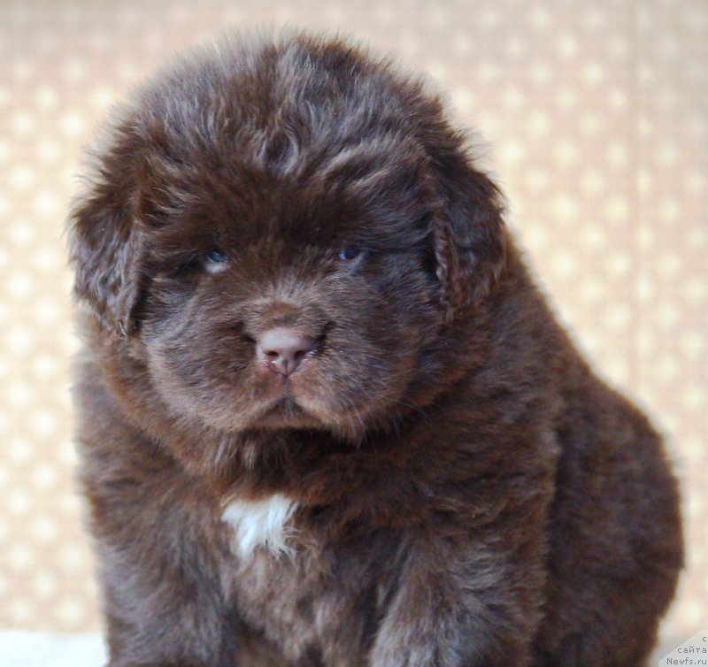 Фото: ньюфаундленд A I Super Premium (А Я Супер Премиум)