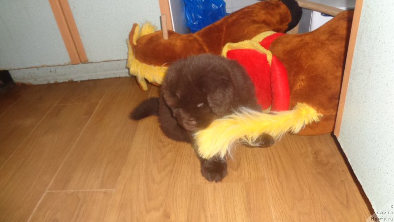 Фото: ньюфаундленд A I Super Premium (А Я Супер Премиум)