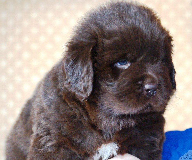 Фото: ньюфаундленд Apofeoz Bogov Zevs (Апофеоз Богов Зевс)