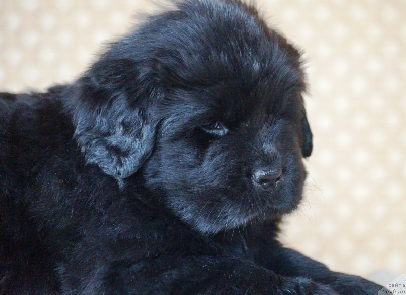 Фото: ньюфаундленд Anariyel' Luchik Udachi (Анариэль Лучик Удачи)