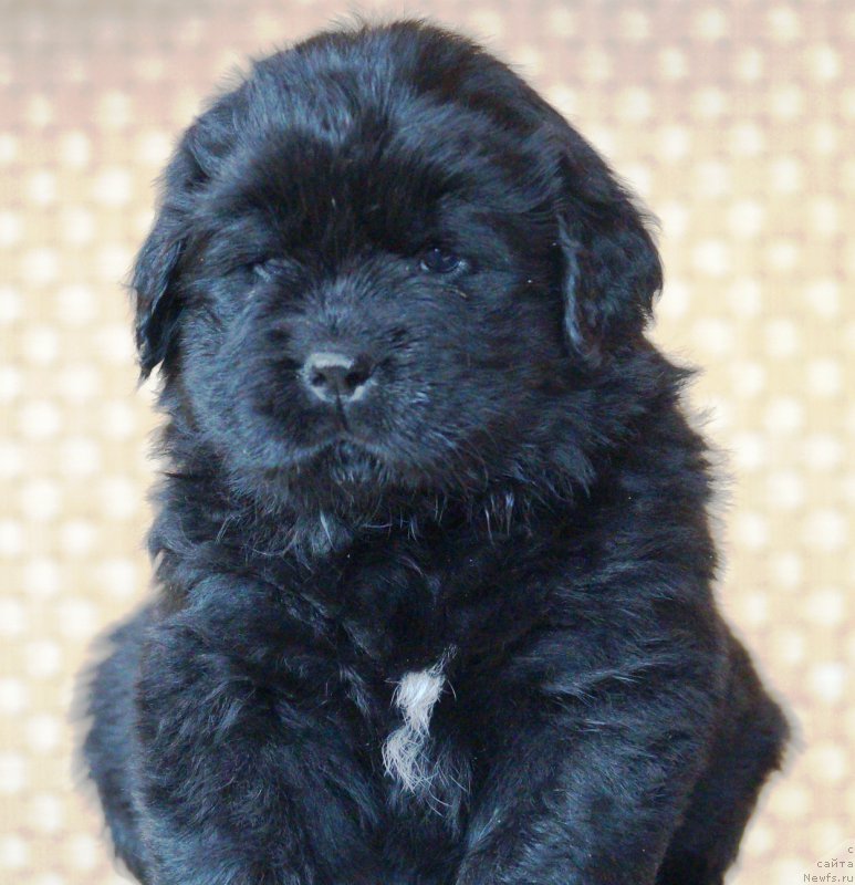 Фото: ньюфаундленд Anfisa Zvezda Parmyi (Анфиса Звезда Пармы)