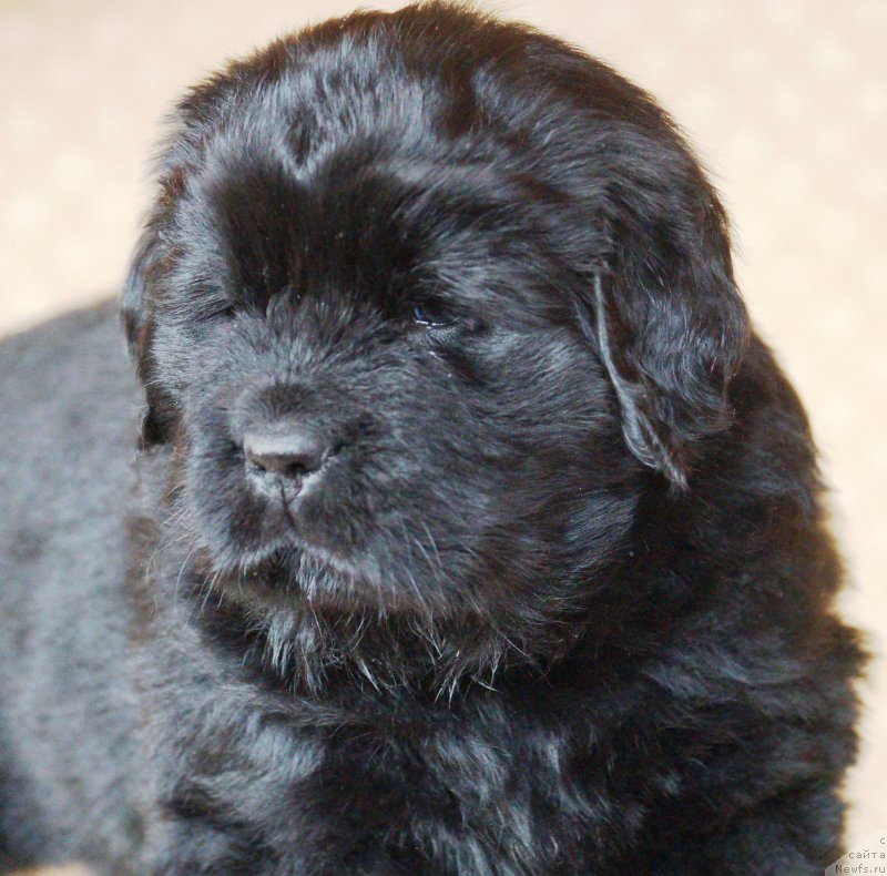 Фото: ньюфаундленд Azaliya Ditya T'myi (Азалия Дитя Тьмы)