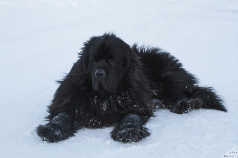 Фото: ньюфаундленд Kiper Soul Simba (Кипер Соул Симба)