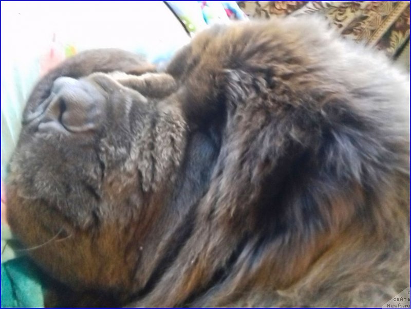 Фото: ньюфаундленд Brownblood MSK Veles Alister (Браунблад МСК Велес Алистер)