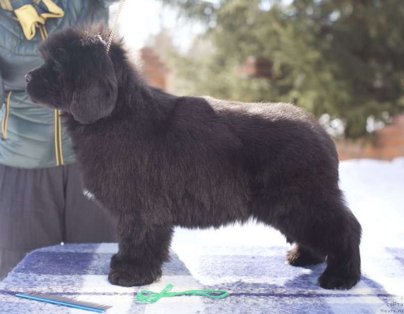 Фото: ньюфаундленд Aquatoriya Kelvin Yunique Malina Style (Акватория Келвин Юник Малина Стайл), ньюфаундленд Aquatoriya Kelvin Schedrivchik (Акватория Келвин Щедривчик)