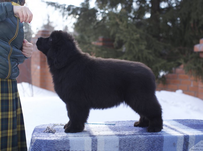 Фото: ньюфаундленд Aquatoriya Kelvin Rise After Me (Акватория Келвин Райз Афтэ Ми), ньюфаундленд Akvatoriya Kelvin Gertruda (Акватория Келвин Гертруда)