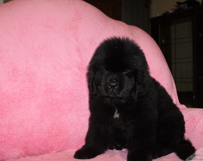 Фото: ньюфаундленд Terra Viktoriya Ingvar (Терра Виктория Ингвар)