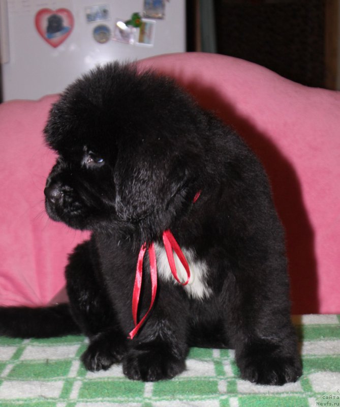 Фото: ньюфаундленд Terra Viktoriya Isfahan (Терра Виктория Исфахан)