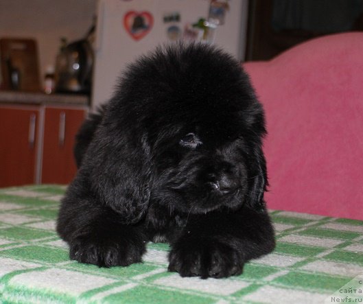 Фото: ньюфаундленд Terra Viktoriya Indi (Терра Виктория Инди)