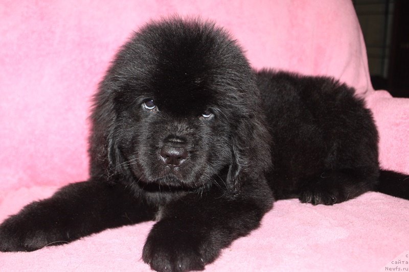 Фото: ньюфаундленд Terra Viktoriya Ishmayel' (Терра Виктория Ишмаэль)