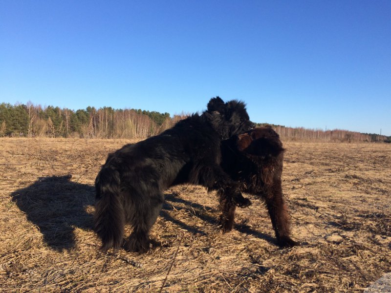 Фото: ньюфаундленд Chernaya Mafia Short and Sweet (Черная Мафия Шорт анд Свеет), ньюфаундленд Nikol Gold Star (Николь Голд Стар)