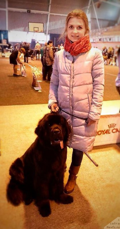 Фото: ньюфаундленд YElegant Ledi (Элегант Леди)