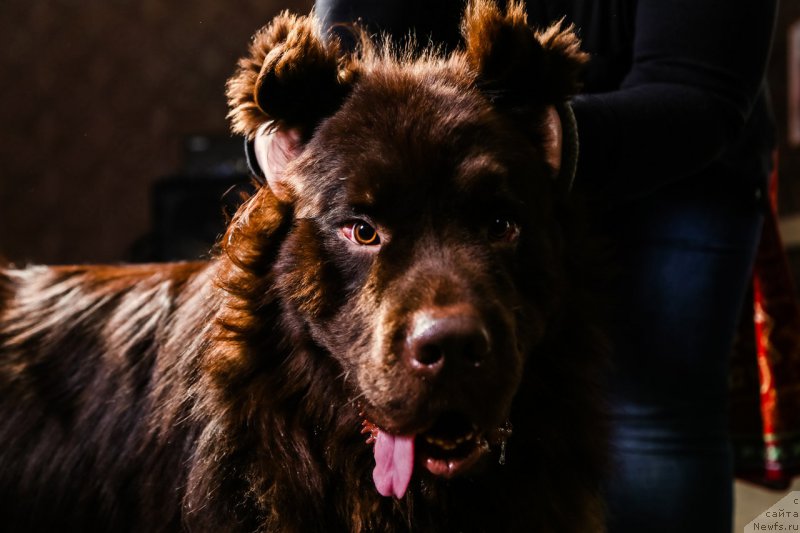 Фото: ньюфаундленд Al'fa Dar Oksa Vivat (Альфа Дар Окса Виват)