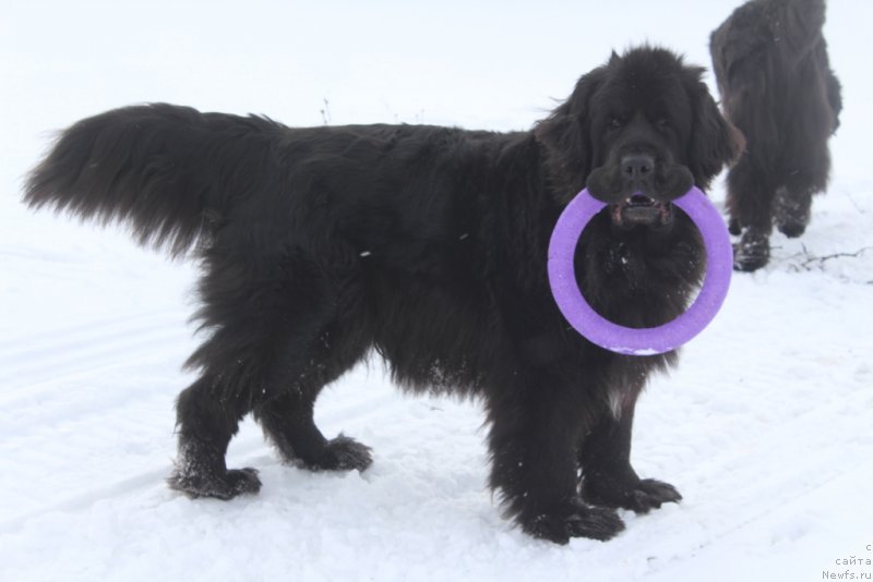 Фото: ньюфаундленд Neretum Tribe Xagrid