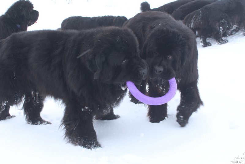 Фото: ньюфаундленд Beguschaya po Volnam Zero Kool (Бегущая по Волнам Зеро Коол), ньюфаундленд Daymond King (Даймонд Кинг)