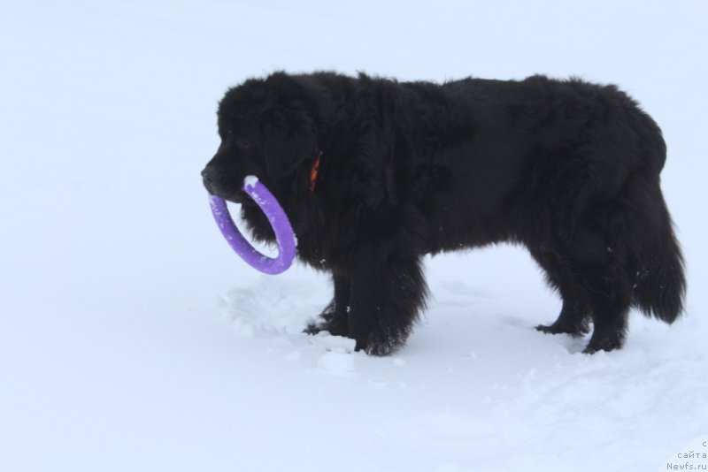 Фото: ньюфаундленд Gloriya Grand Blek (Глория Гранд Блек)